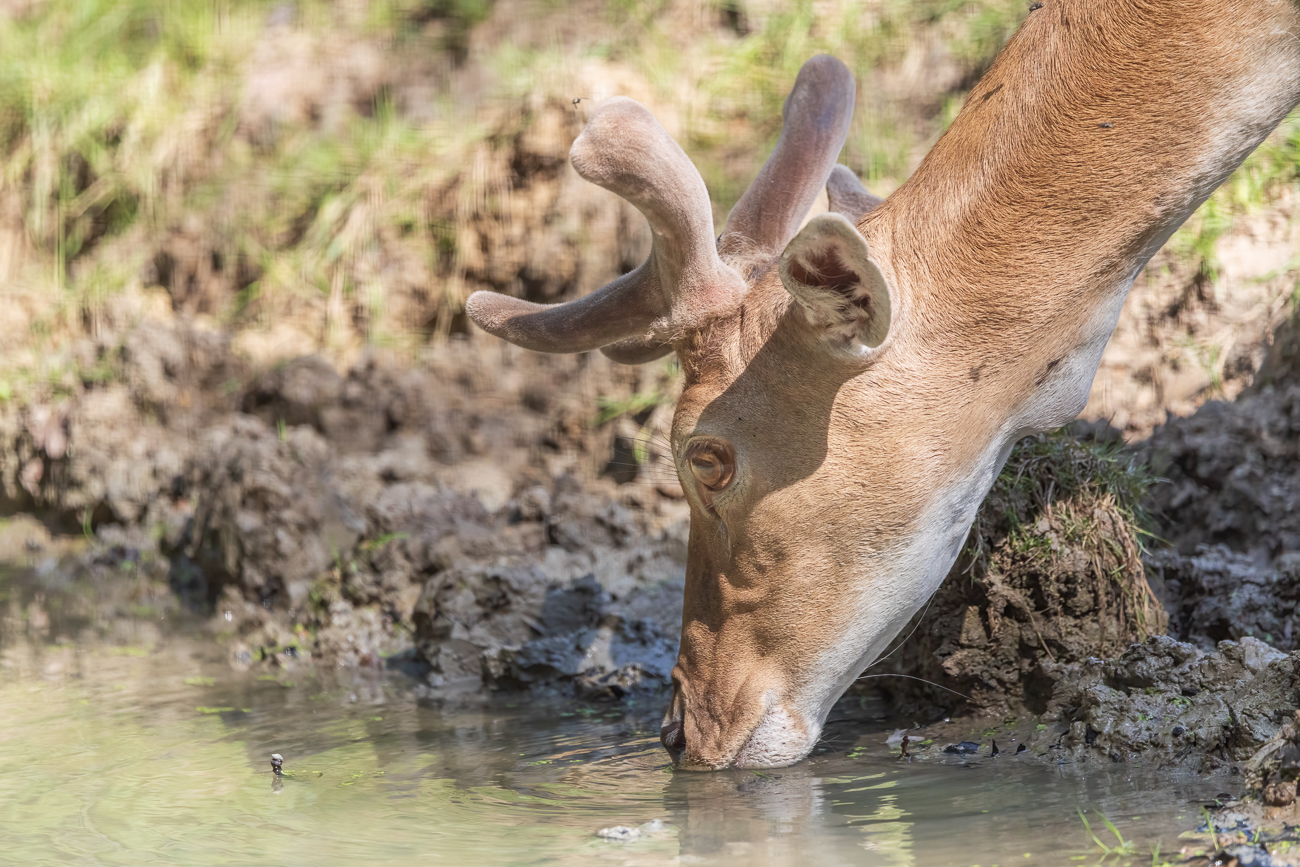 Bei dem heißen Wetter ist viel trinken auch für die Tiere ein Thema