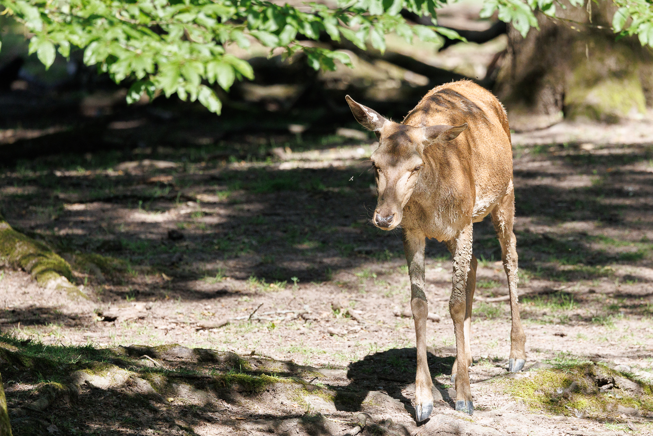 Auch eine Rothirschkuh ist durstig ...