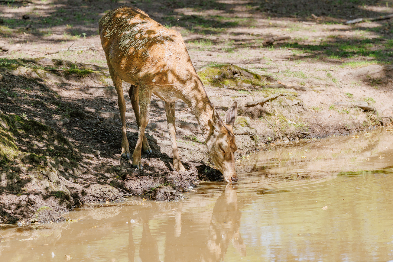... und sie labt sich an einer Wasserstelle