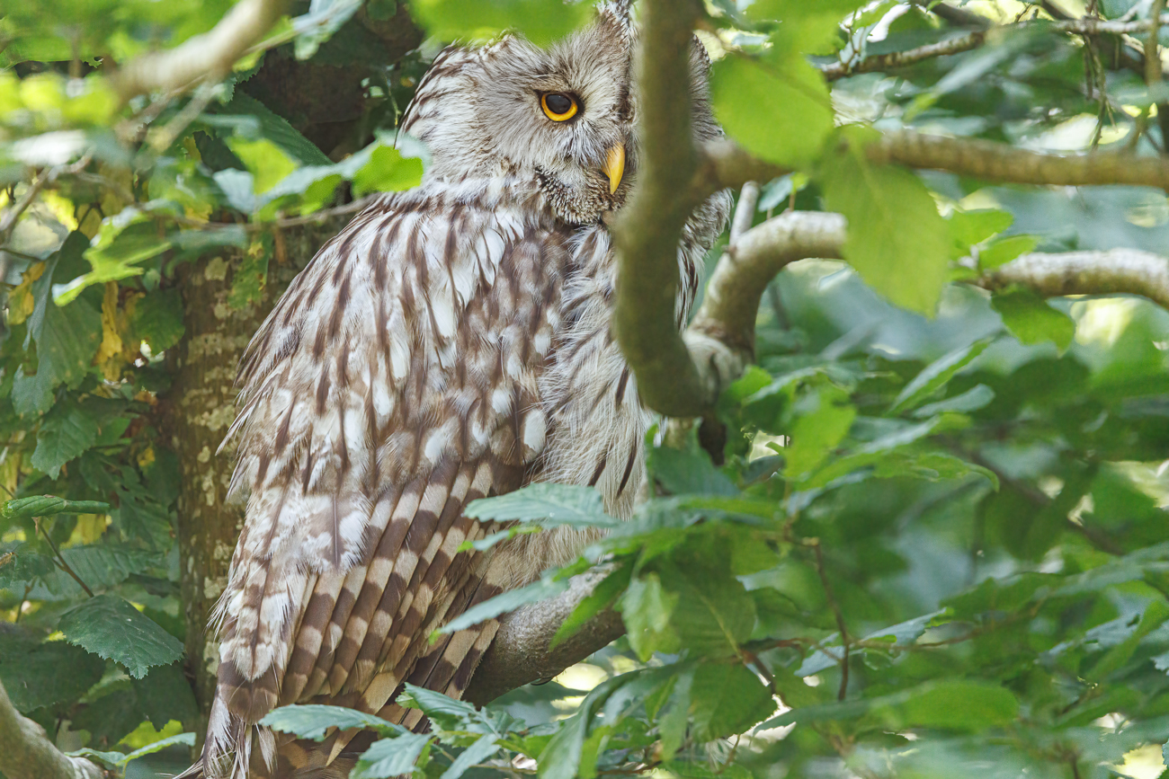 Die Sumpfohreule [Asio flammeus] versteckt sich im Schatten ...