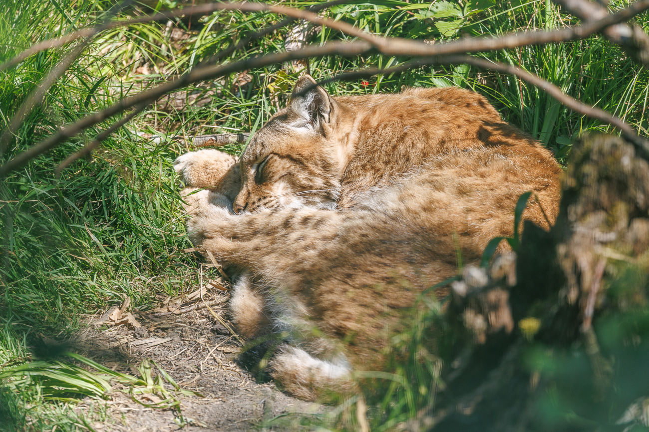 Auch der Eurasische Luchs [Lynx lynx] gönnt sich noch eine Mütze Schlaf