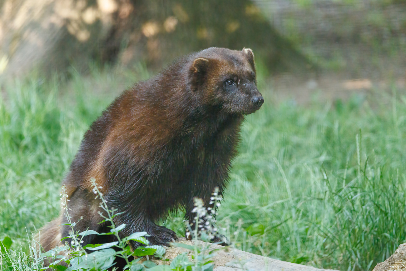Dafür ist der Vielfraß ziemlich munter ...