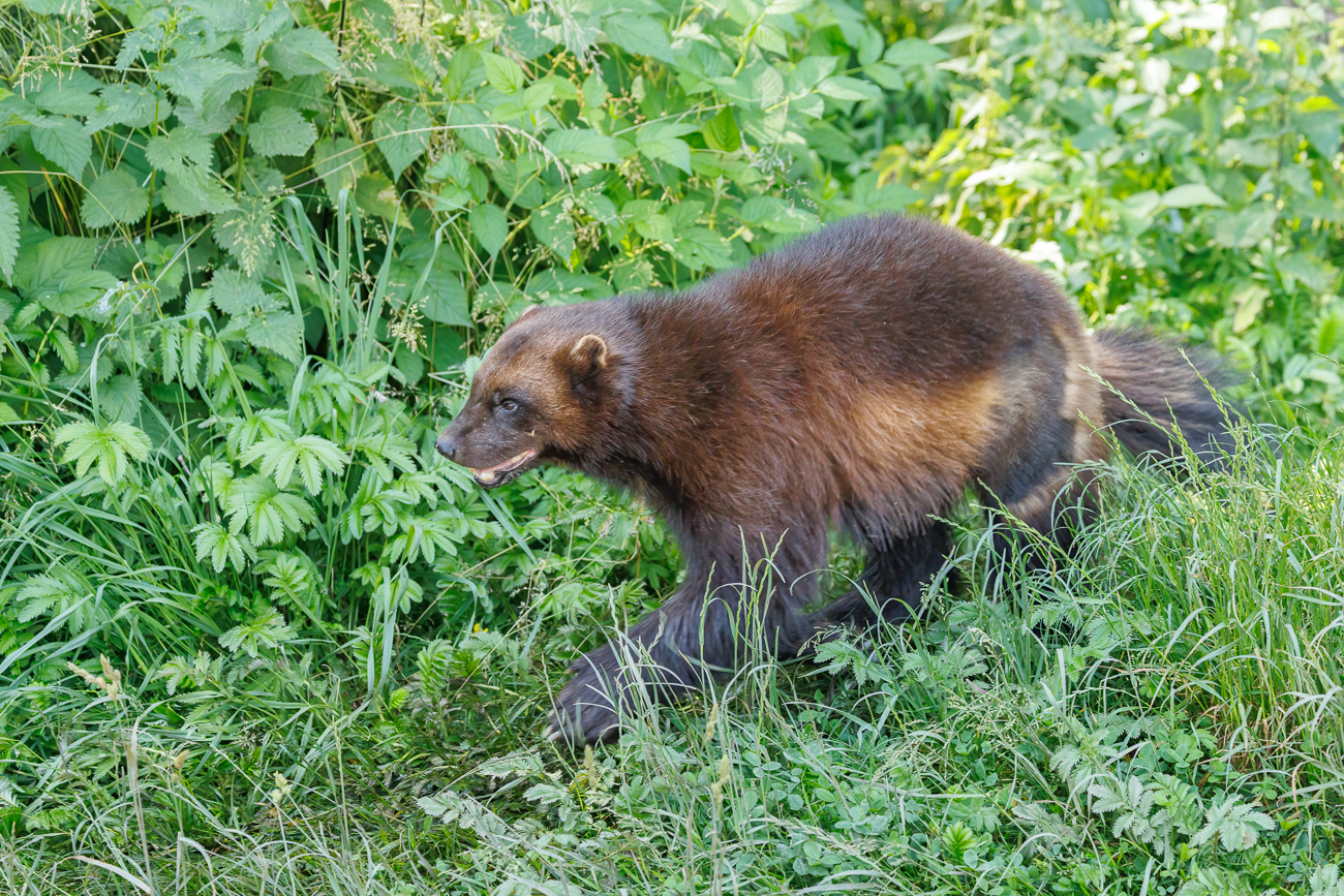 Vielfraß [Gulo gulo]