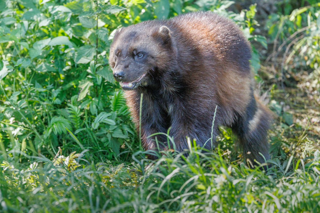 Durch das Gebüsch ...