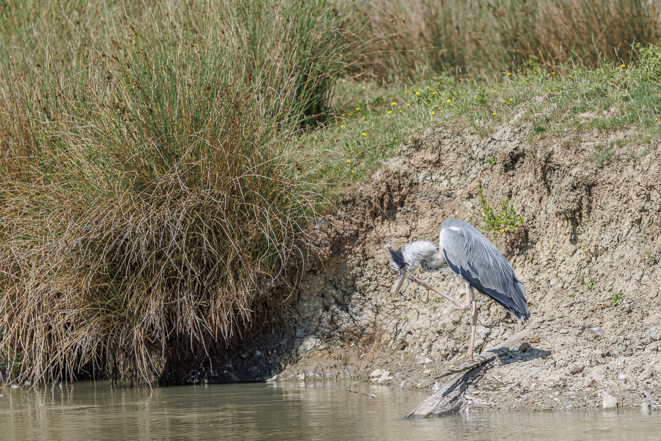 Den Graureiher juckt es am Kopf