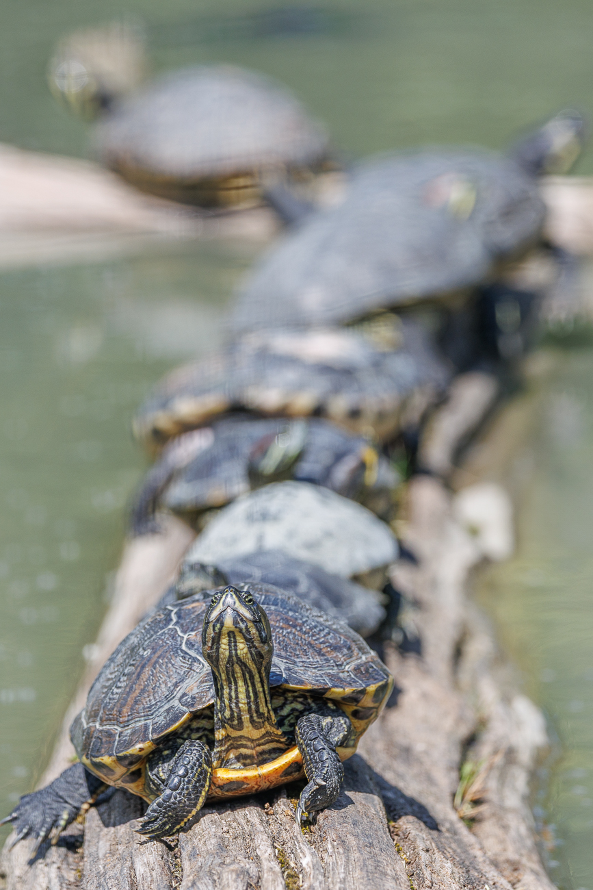 In einer Reihe auf der "Sonnenbank" ...