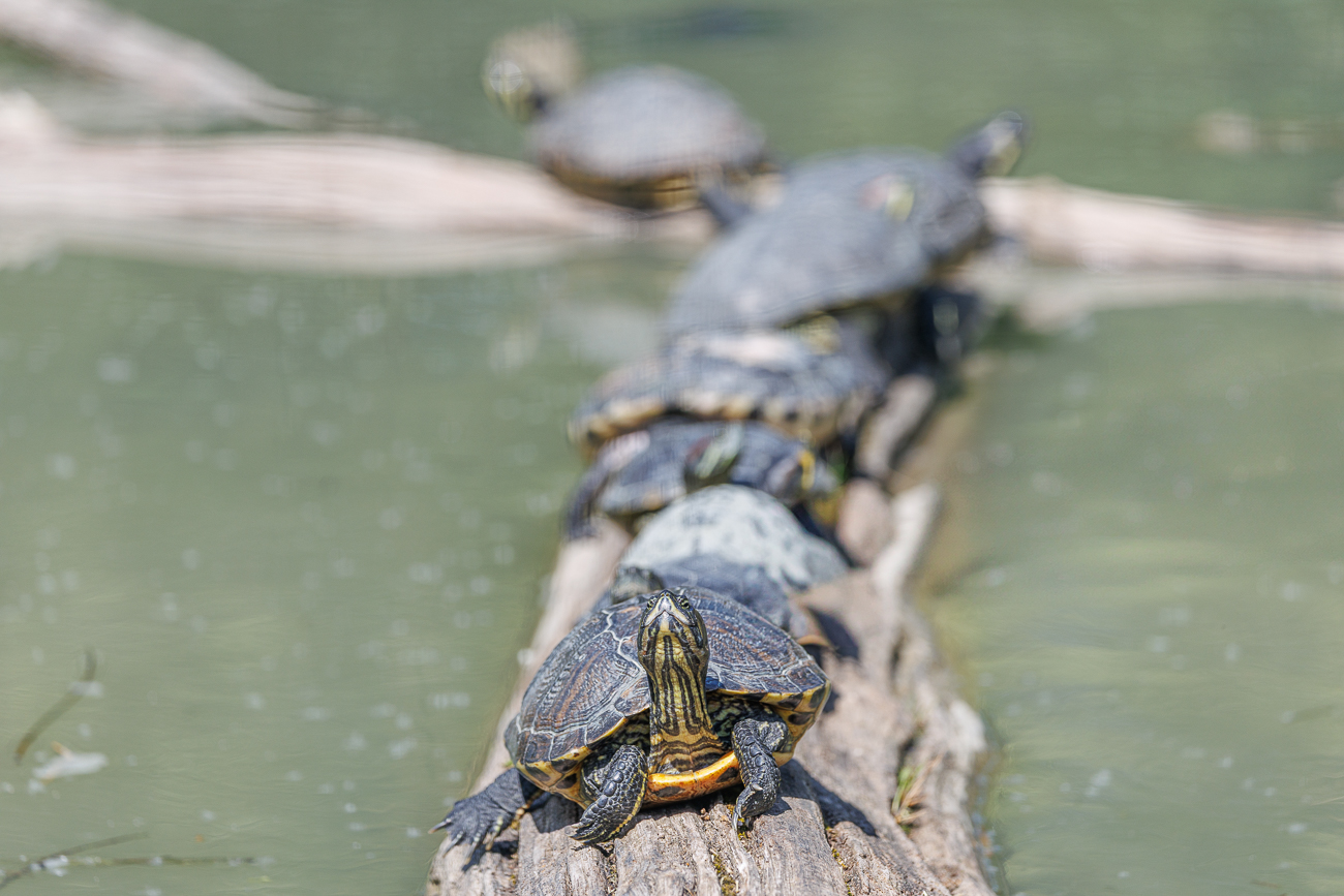 ... die wechselwarmen Tiere benötigen die Wärme