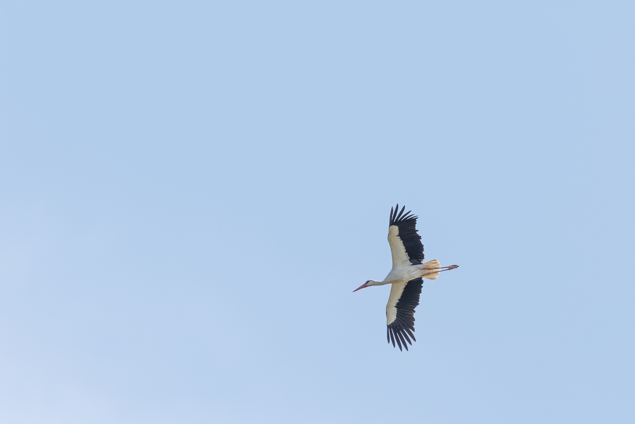 Weißstorch [Ciconia ciconia] im Überflug