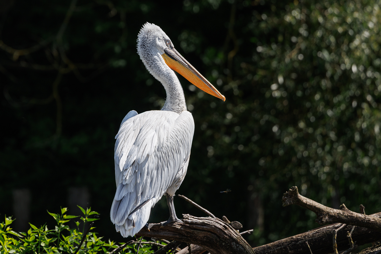 Rosapelikan [Pelecanus onocrotalus]