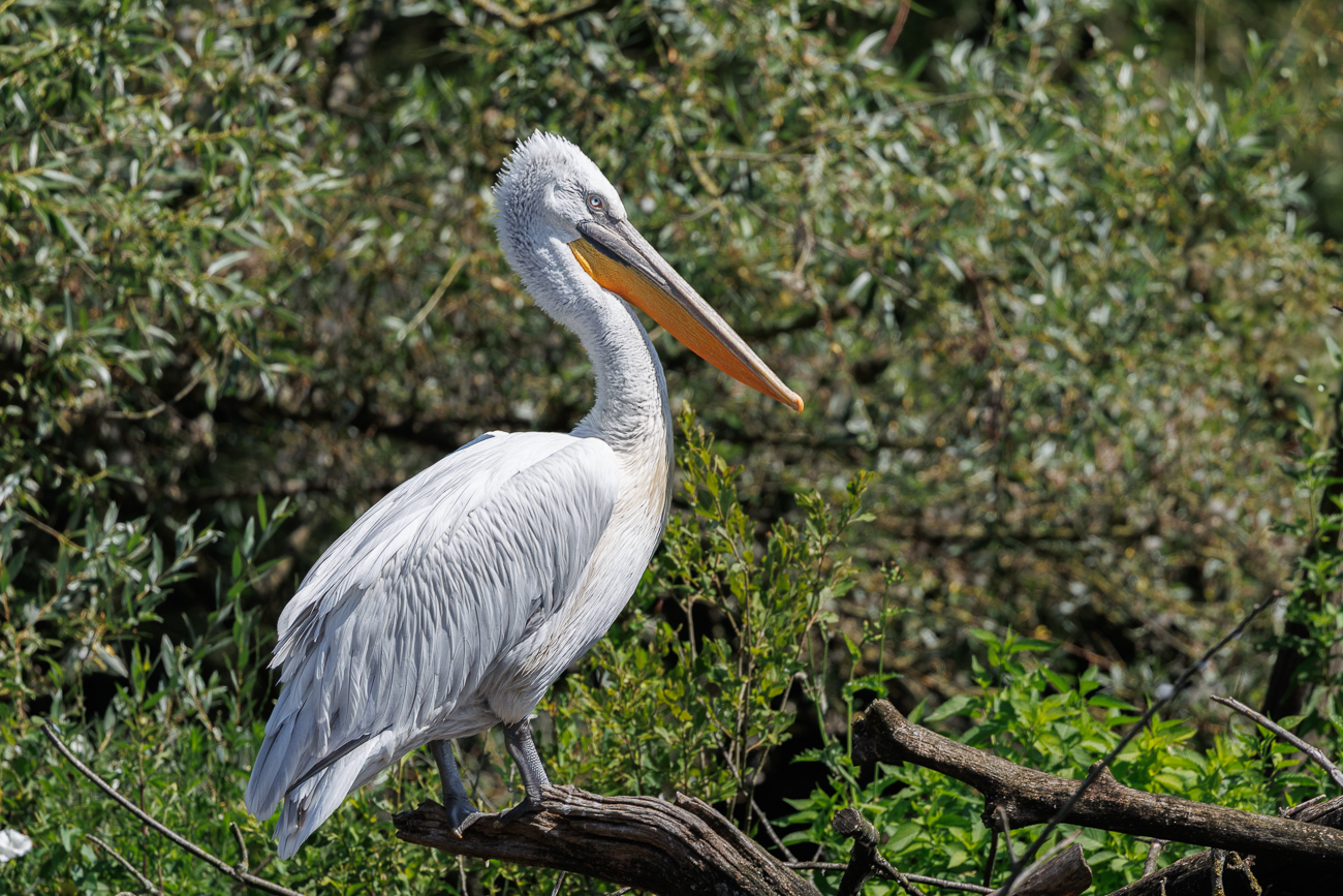 Ruheposition auf einem Ast ...