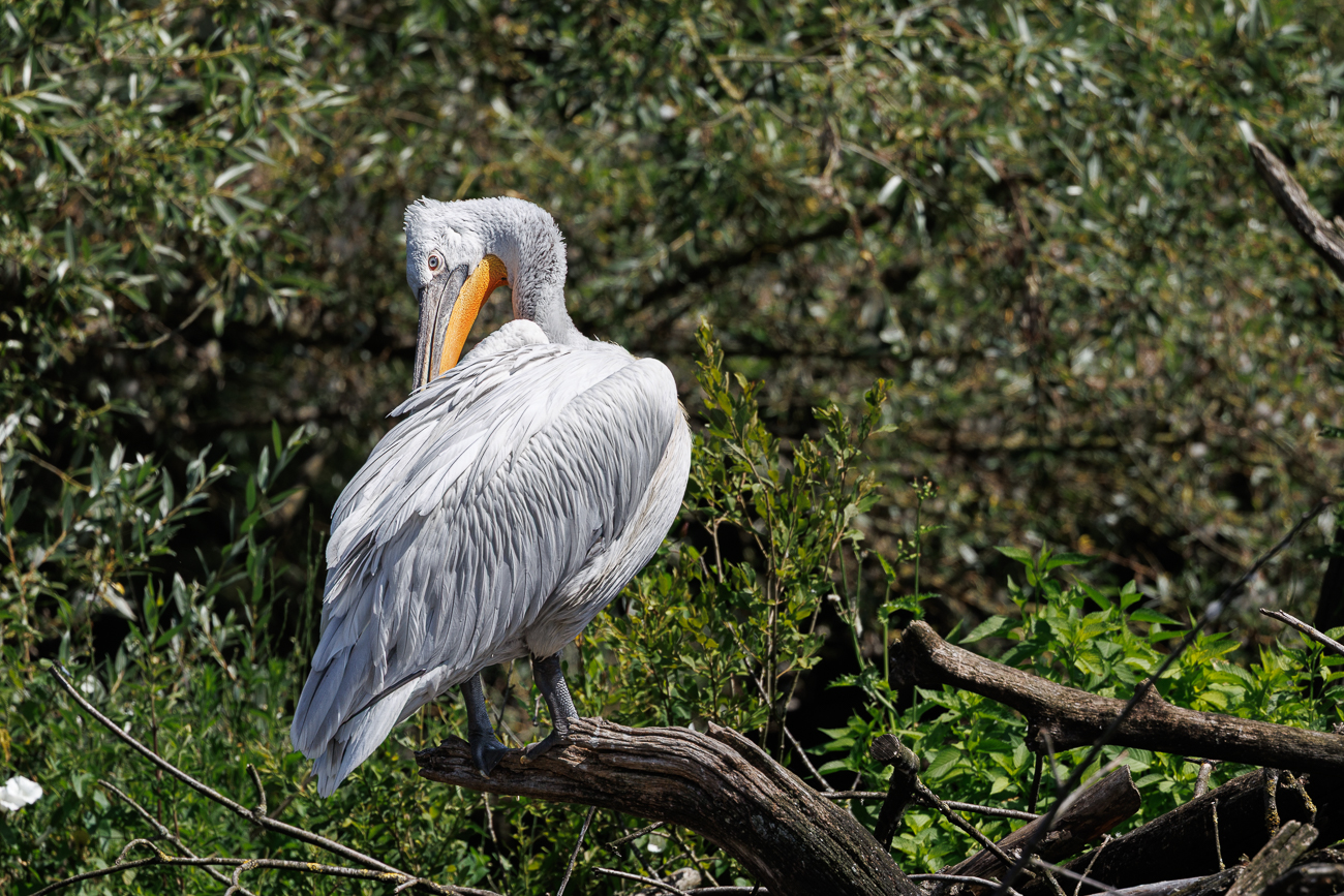 ... und die notwendige Gefiederpflege