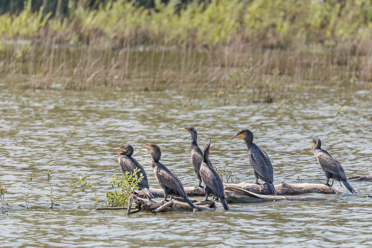 Wegen der Hitze sind die Vögel am Hecheln
