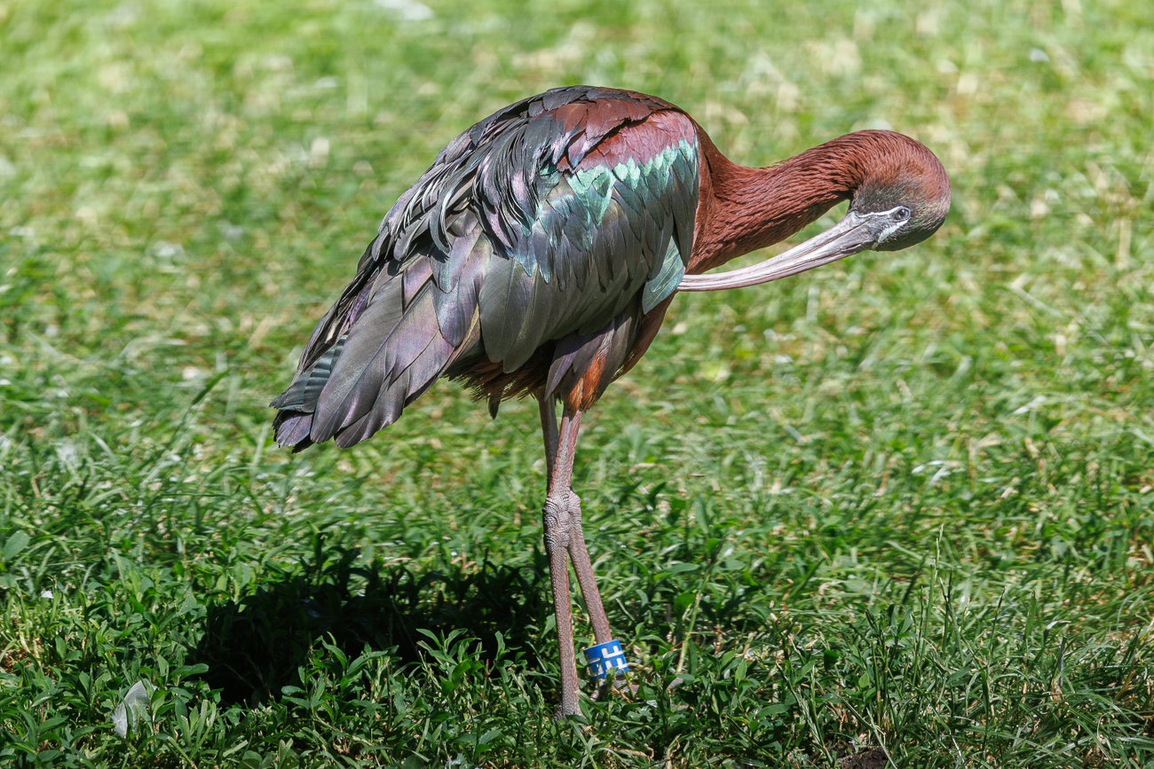 (Brauner) Sichler [Plegadis falcinellus]