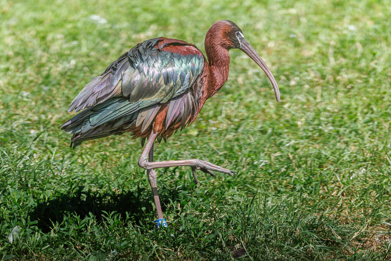 (Brauner) Sichler [Plegadis falcinellus]