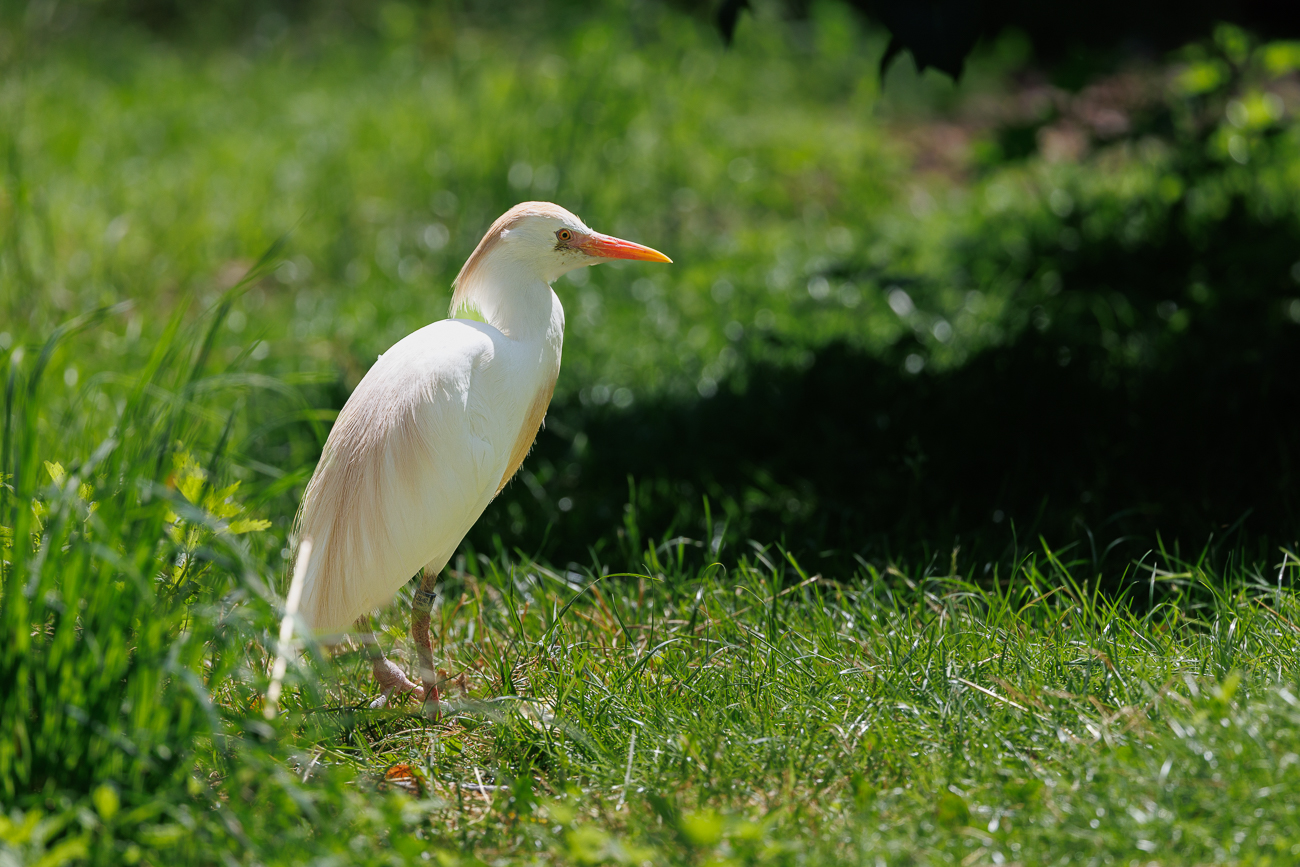 Kuhreiher [Ardea ibis]