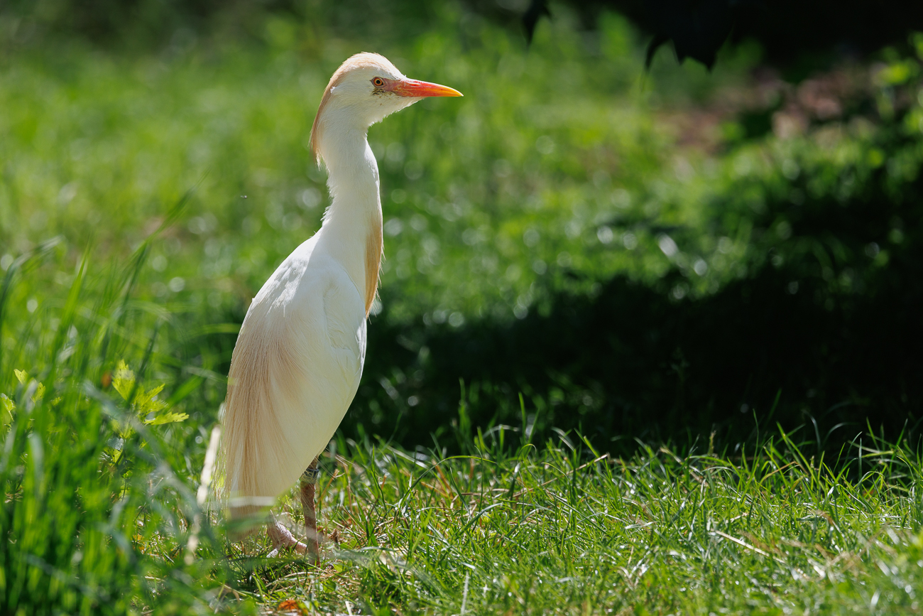 Kuhreiher [Ardea ibis]
