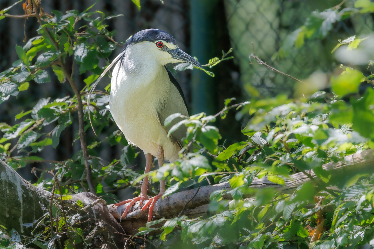 Nachtreiher [Nycticorax nycticorax]