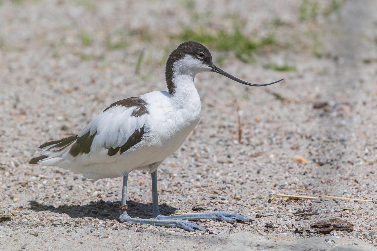 Säbelschnäbler [Recurvirostra avosetta]