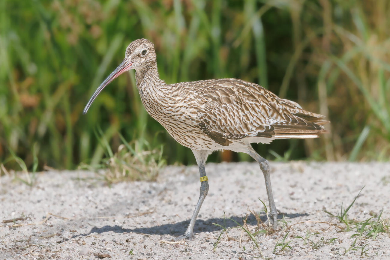 Regenbrachvogel [Numenius phaeopus]