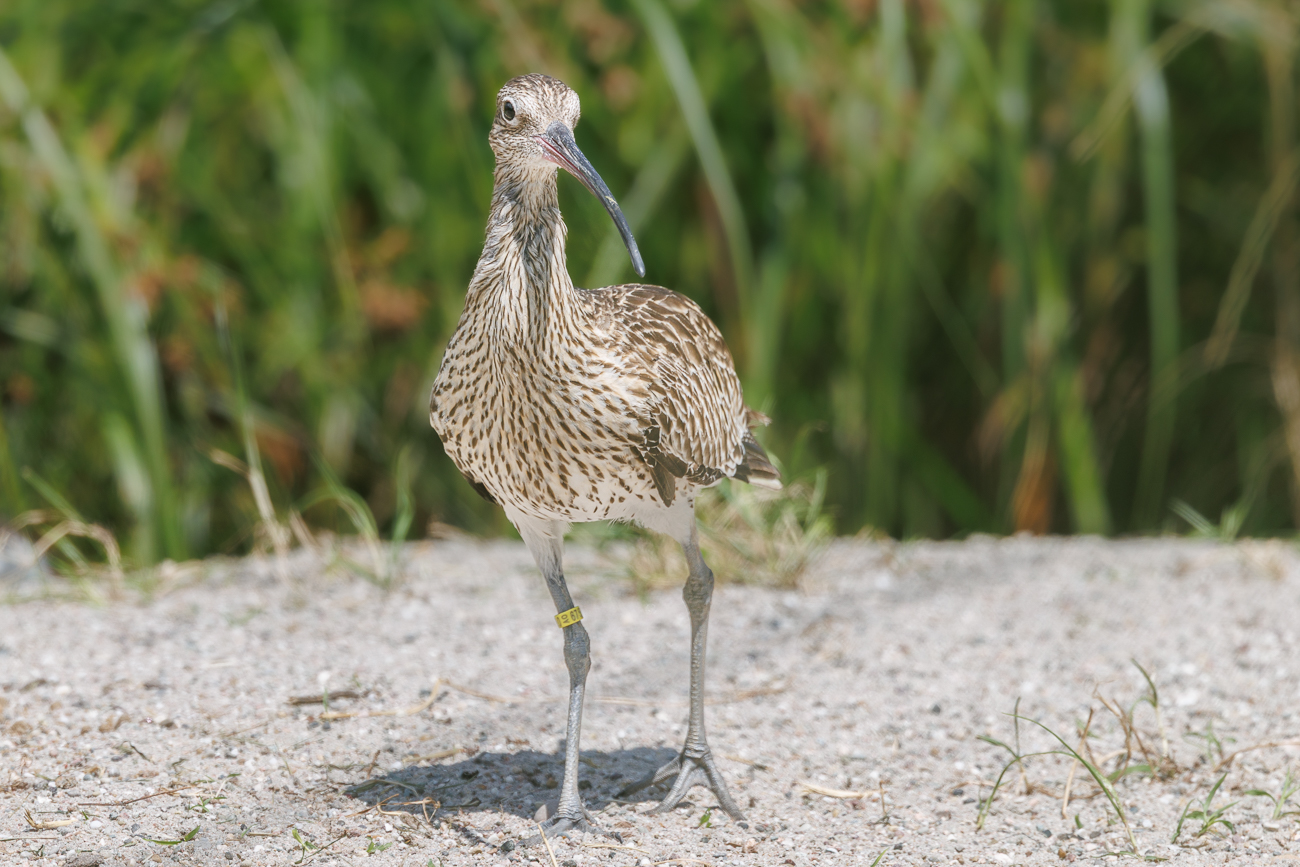 Regenbrachvogel [Numenius phaeopus]