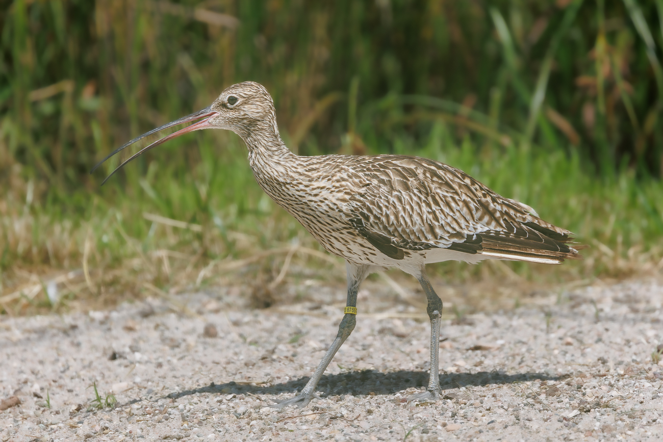 Regenbrachvogel [Numenius phaeopus]