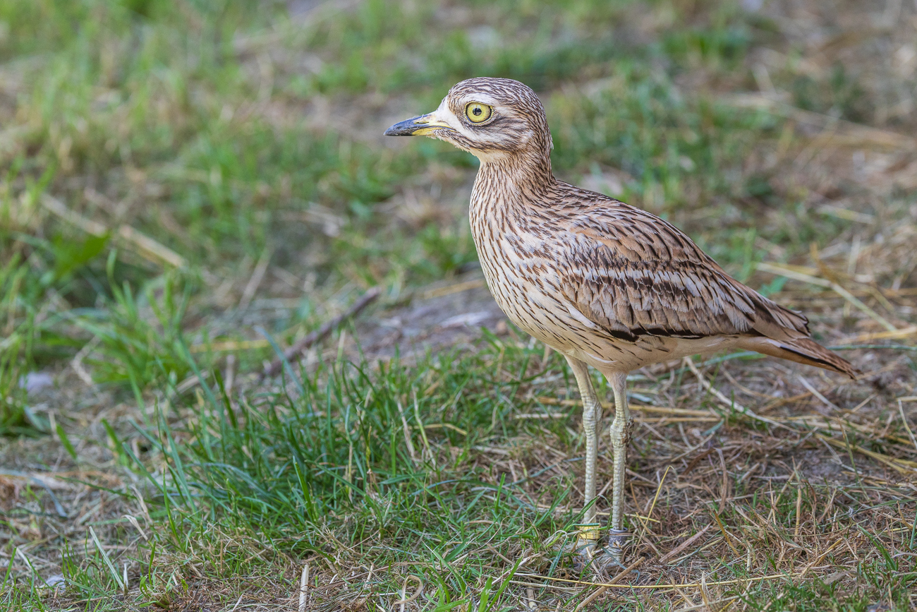 Kaptriel [Burhinus capensis]