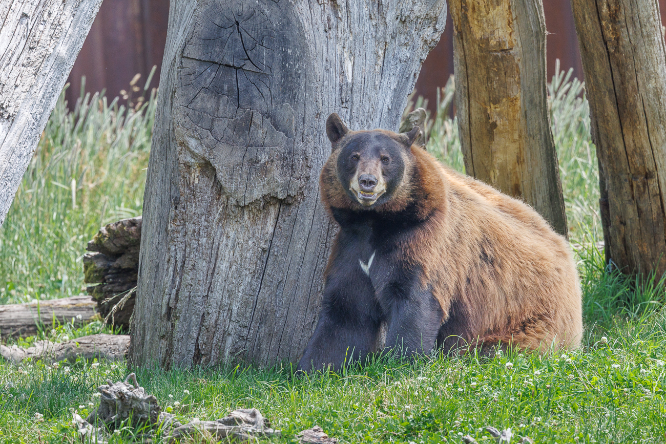 Was mach ich nur bei dieser Hitze?