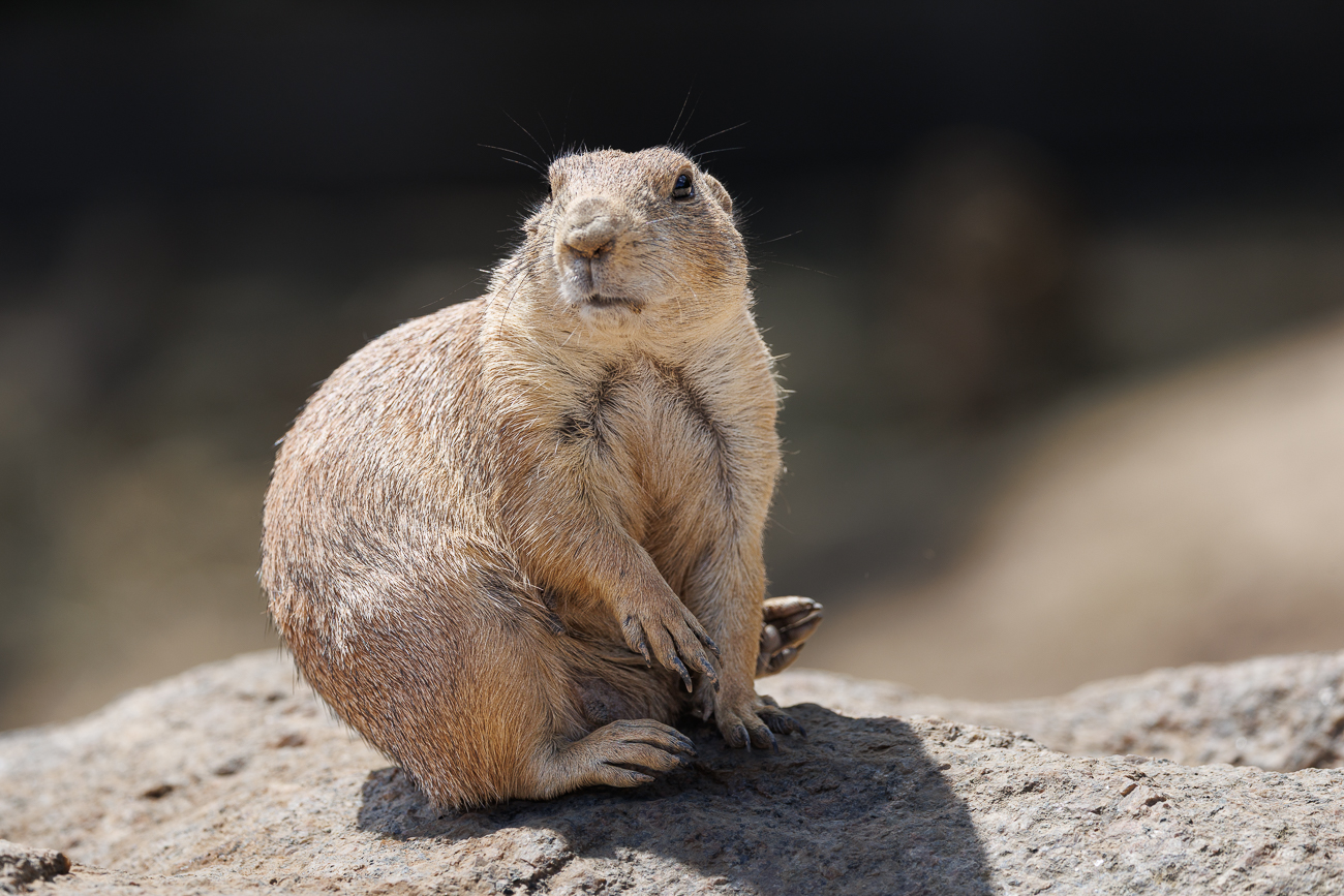 Was machen die ganzen Besucher hier?