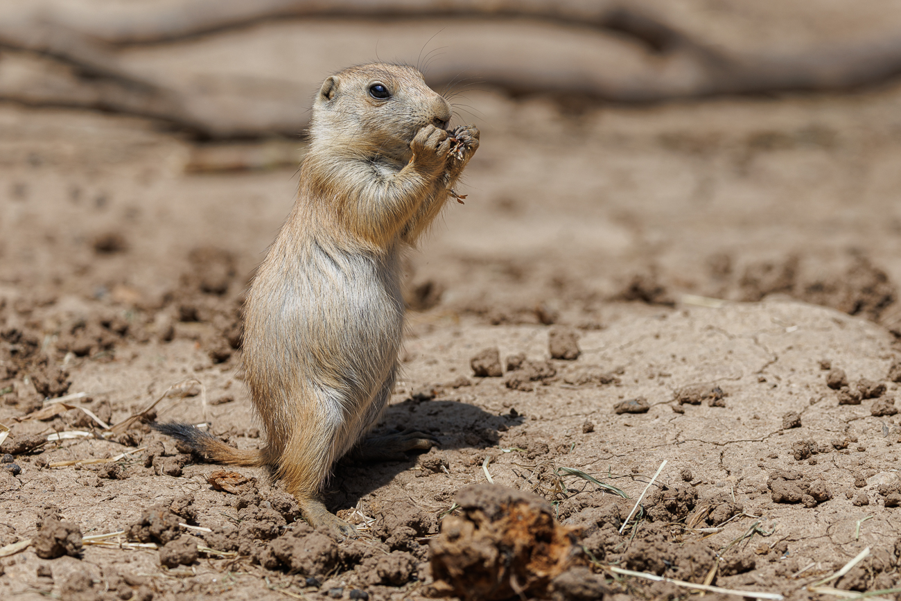 Abwechselnd fressen ...