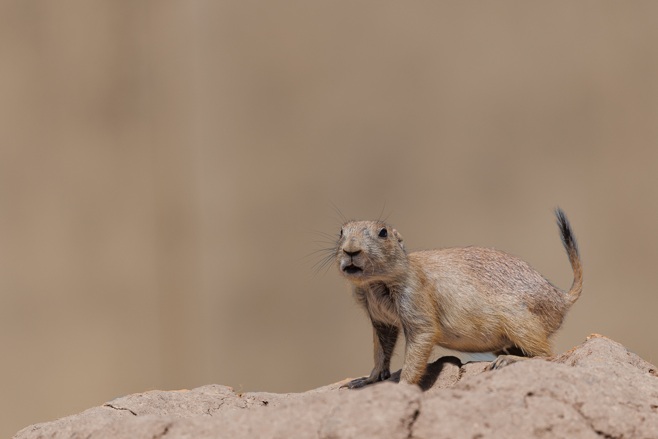 Ab und zu mal pfeifen