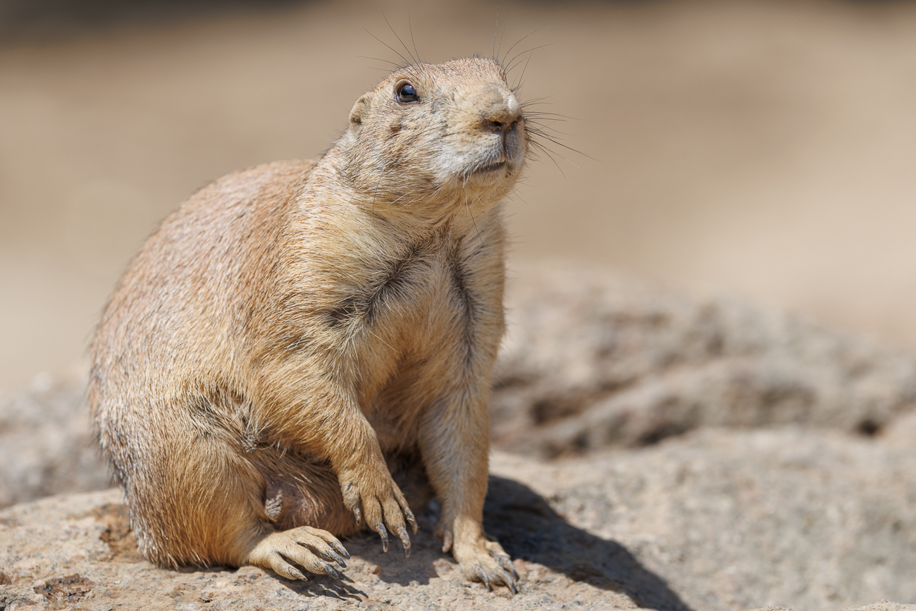 Und vor allem die Besucher kontrollieren