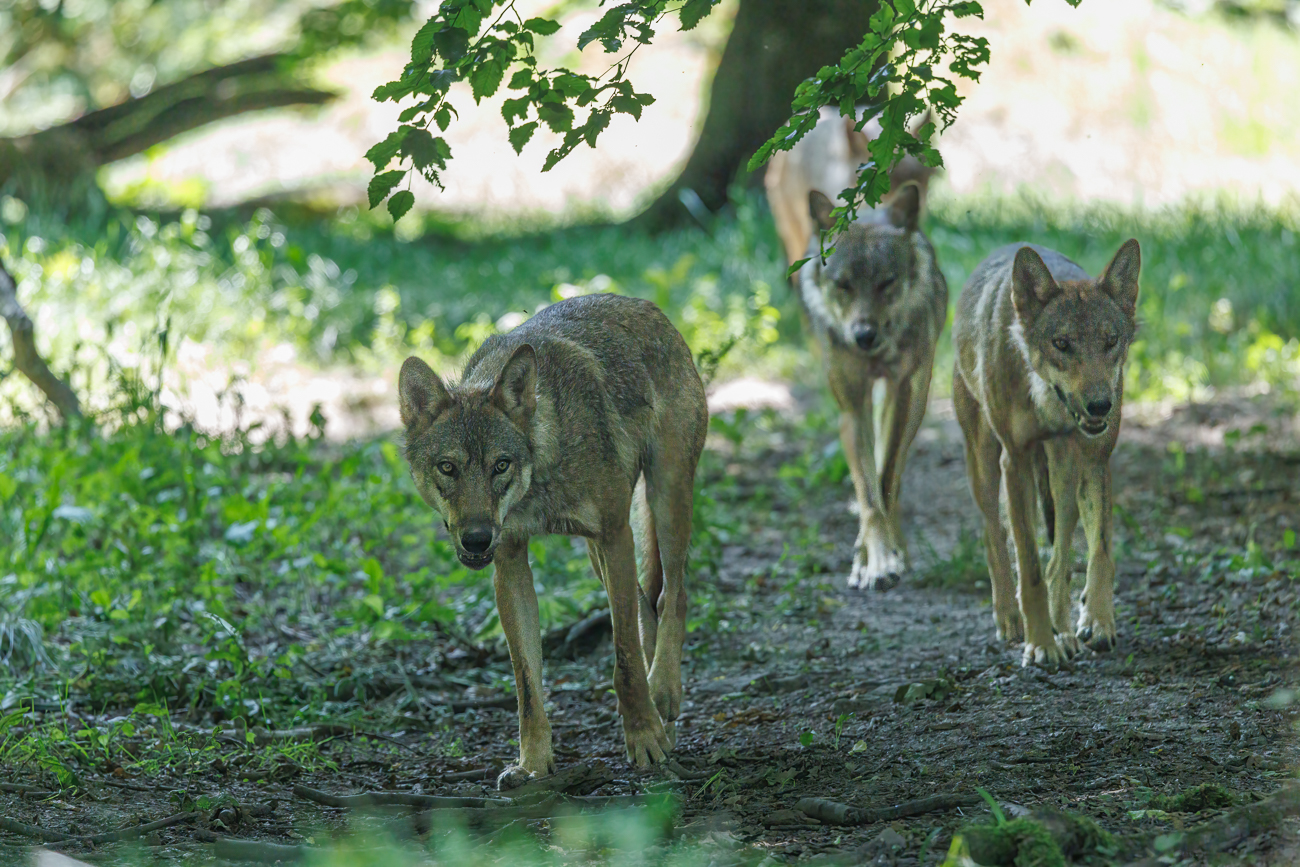 Eurasische Wölfe [Canis lupus lupus]