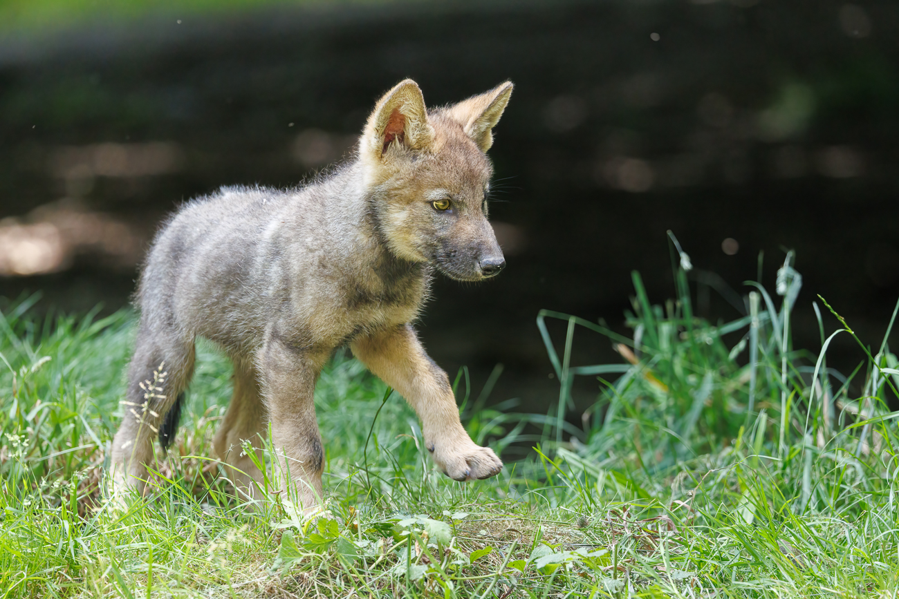 Tapsig, aber auch ...