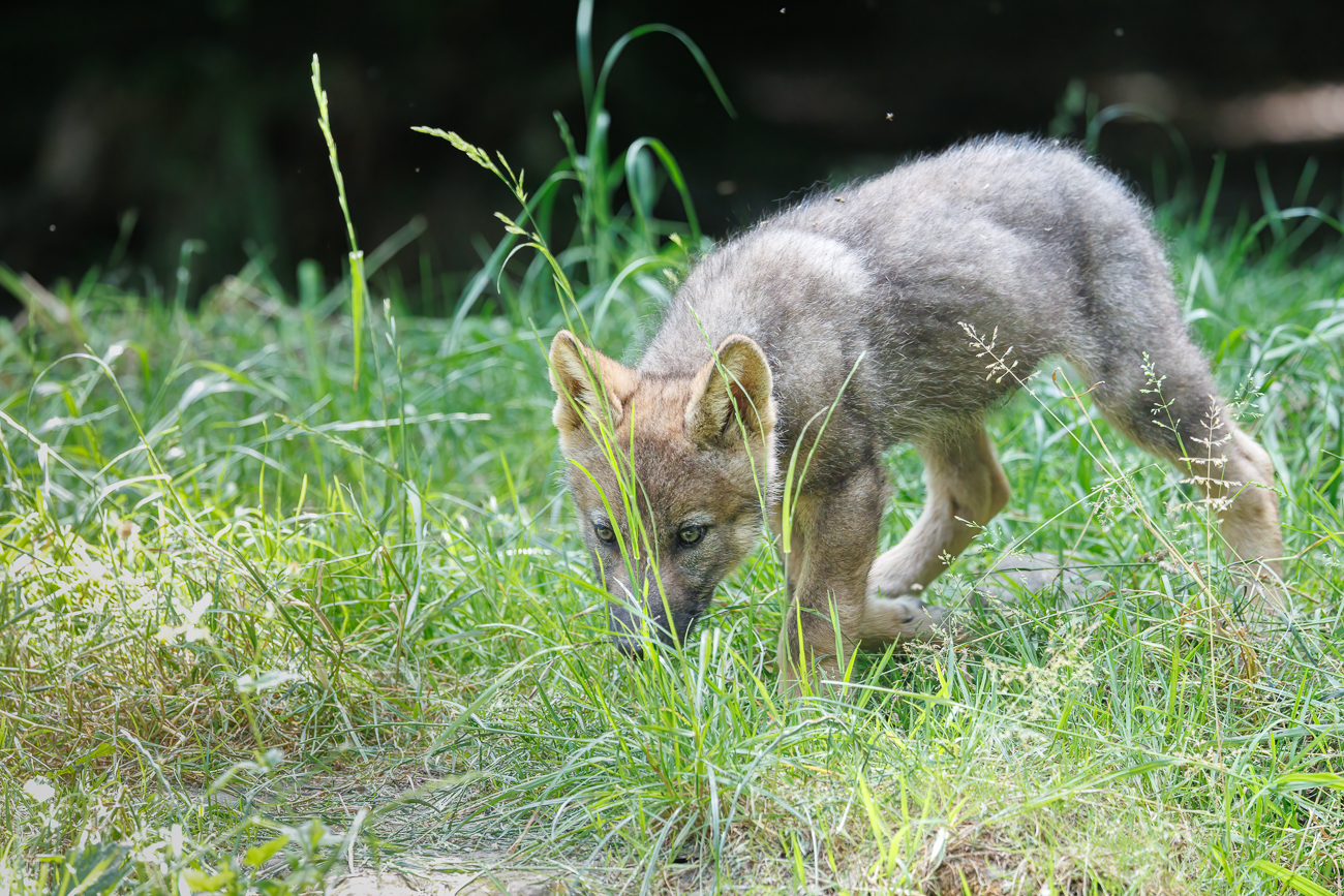 Was ist das für eine Spur?