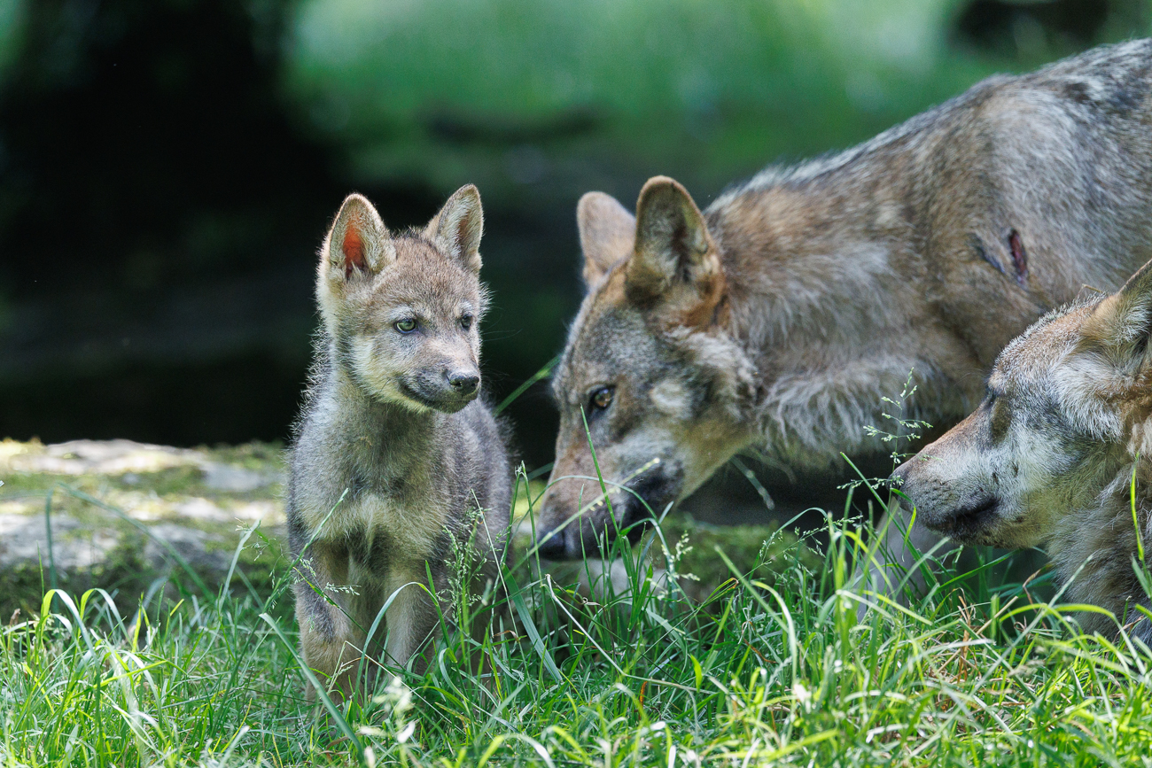 Die Spur führt zum Rudel zurück