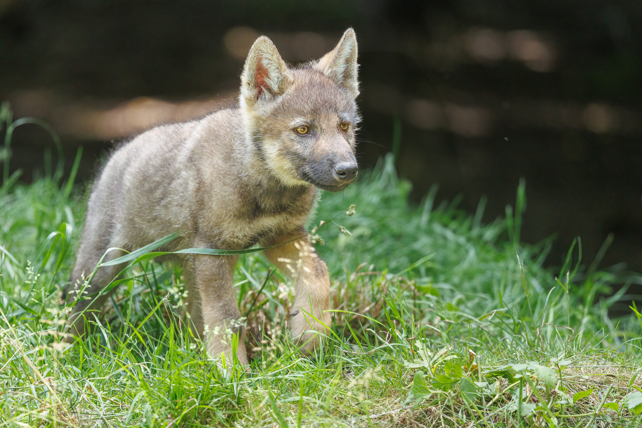 Noch ein paar Bilder ...