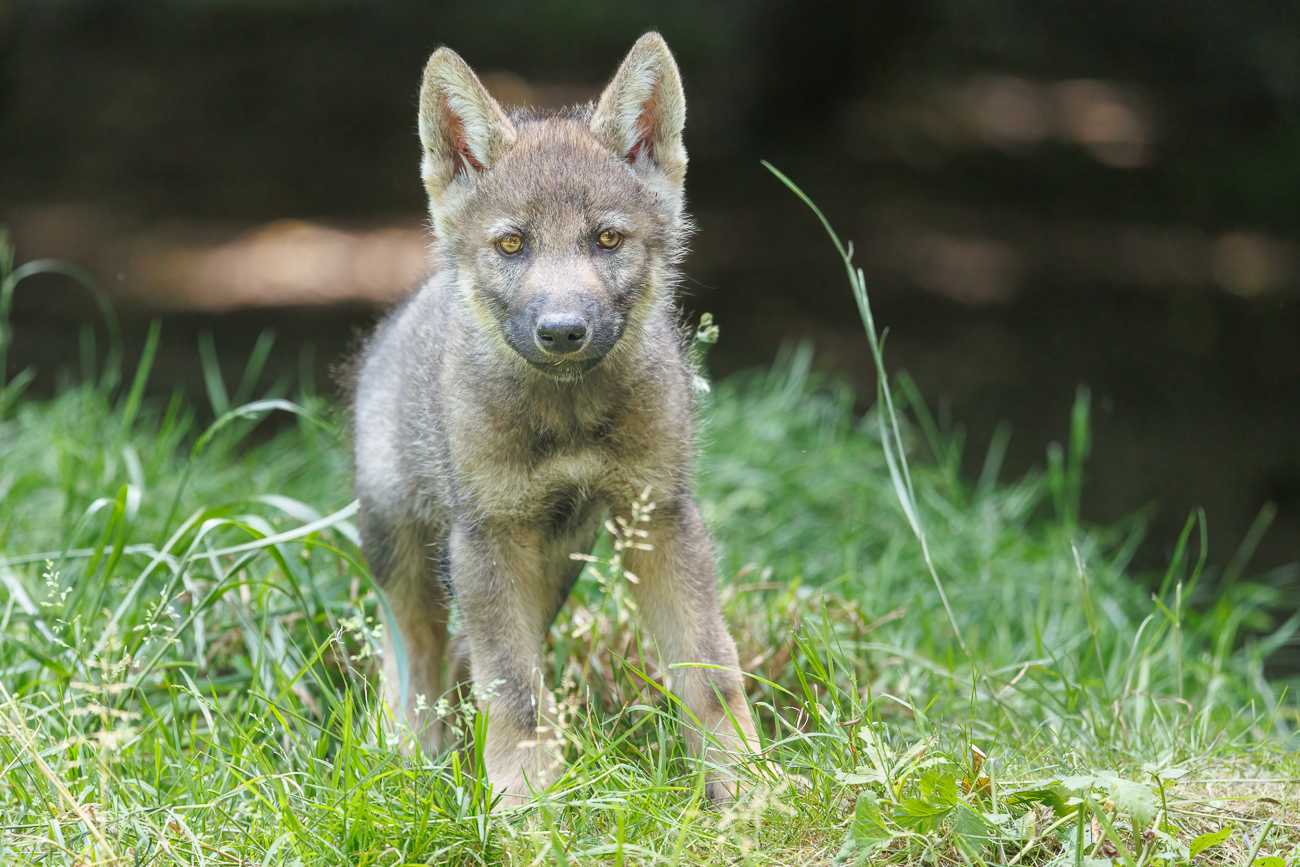 ... von den süßen Wölfchen