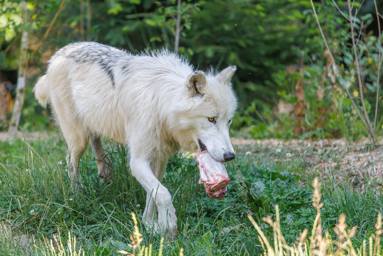 Wir kommen rechtzeitig zur Fütterung