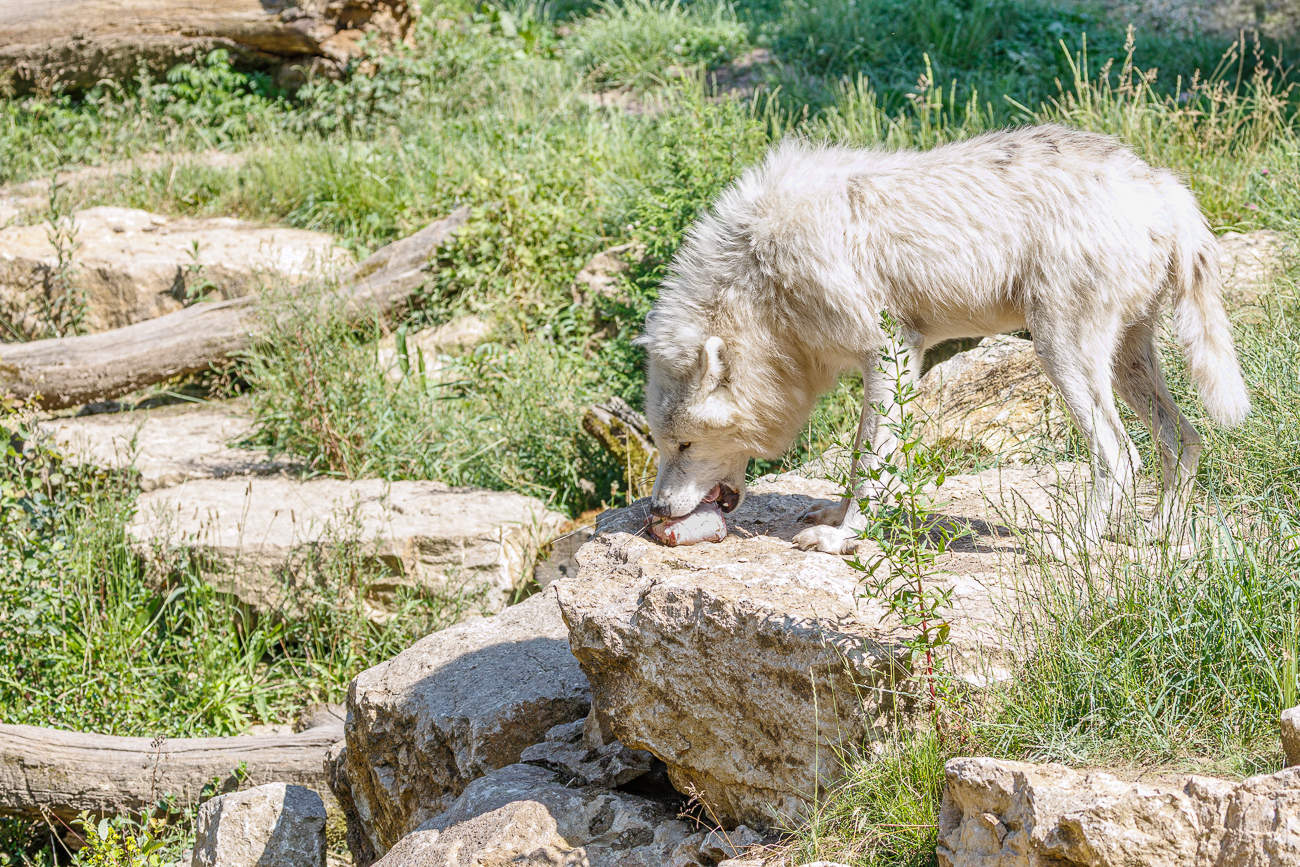 Das Alpha-Männchen findet ein großes Stück Fleisch ...