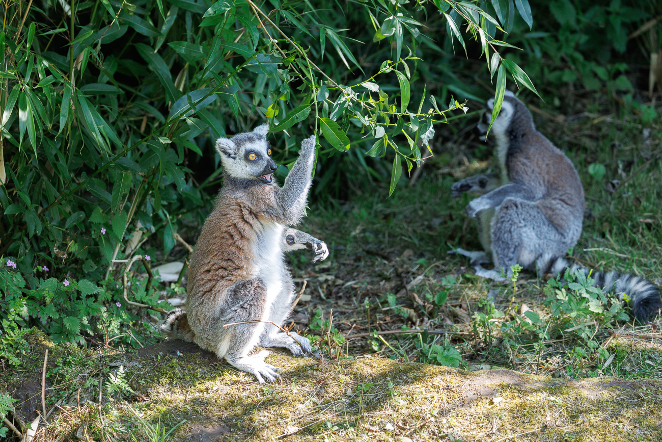 Kattas [Lemur catta] ...