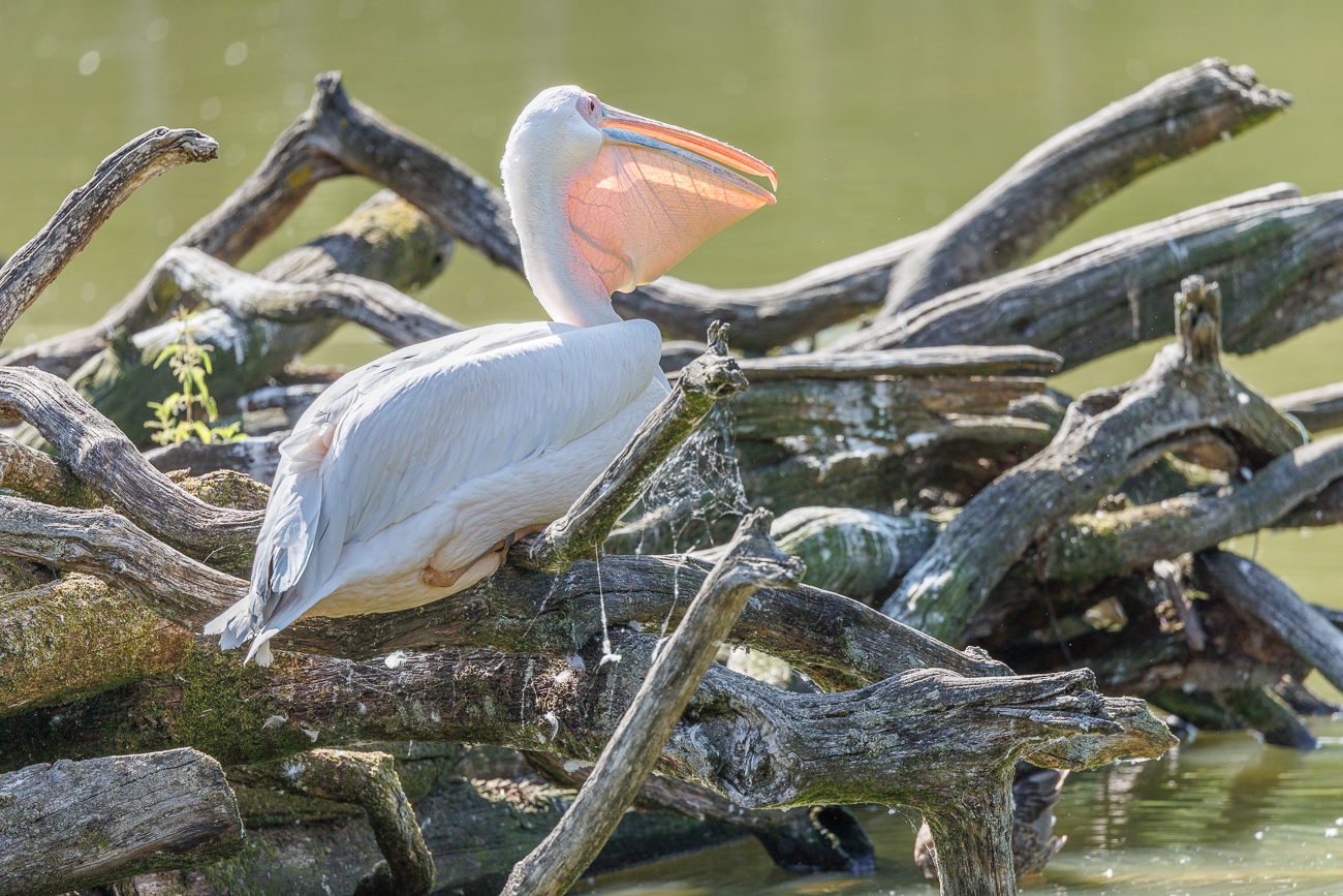 Rosapelikan [Pelecanus onocrotalus]