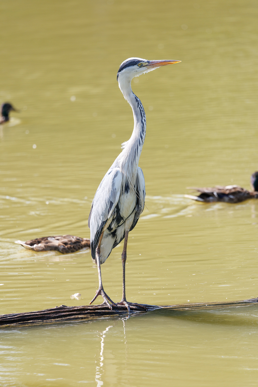 Graureiher [Ardea cinerea]