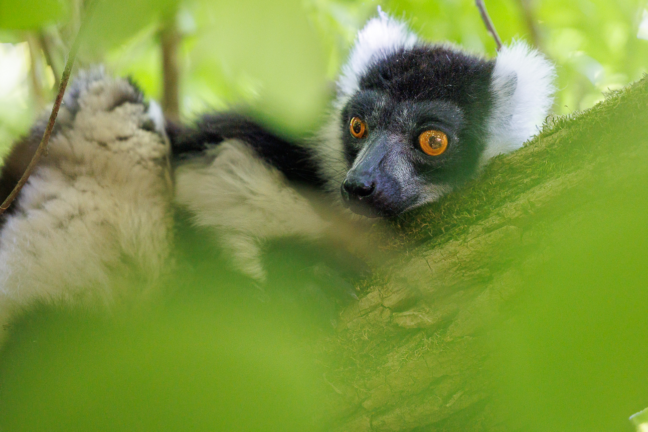 Der Schwarzweiße Vari [Varecia variegata] ...