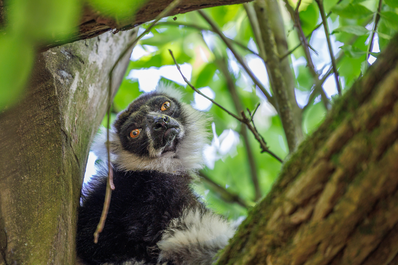 ... und döst im Baum