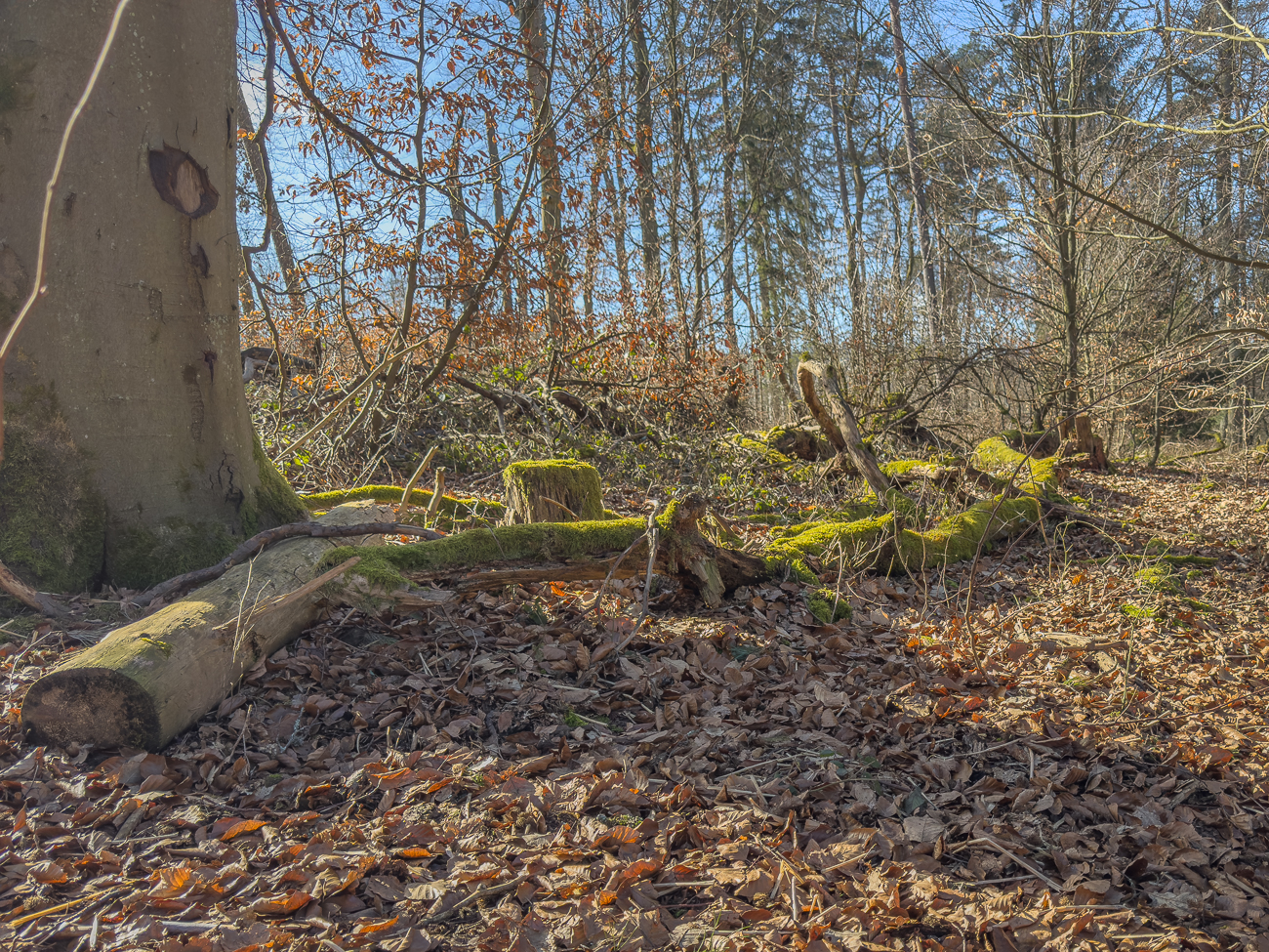 Moosüberzogene Baumstämme