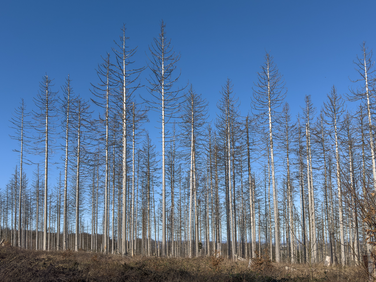 Die Lärchen sind von Klima und Borkenkäfer stark in Mitleidenschaft gezogen :-(
