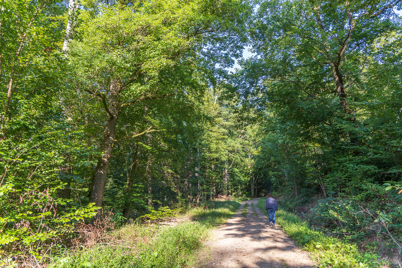 Natürlich geht es im Taunus bergauf ;-)