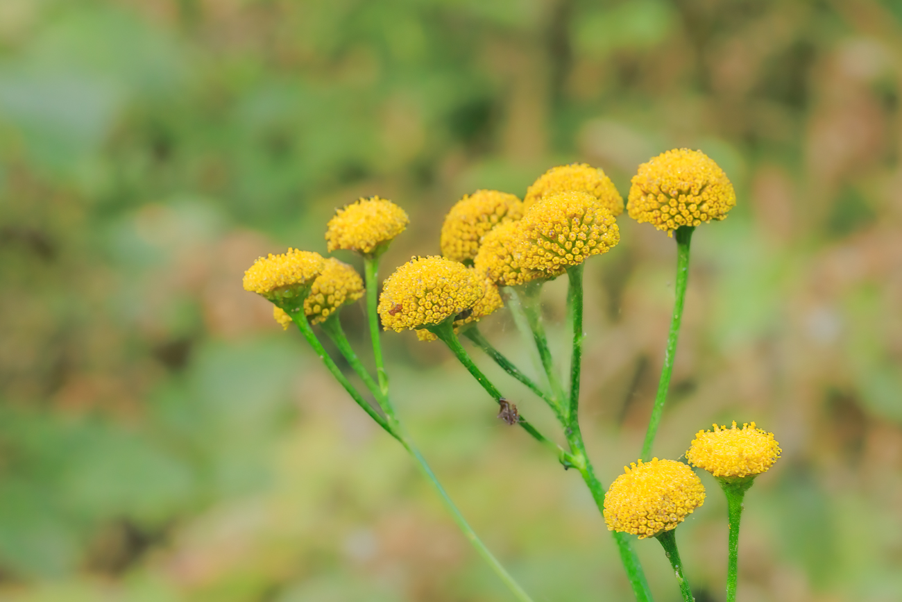 Rainfarn [Tanacetum vulgare]