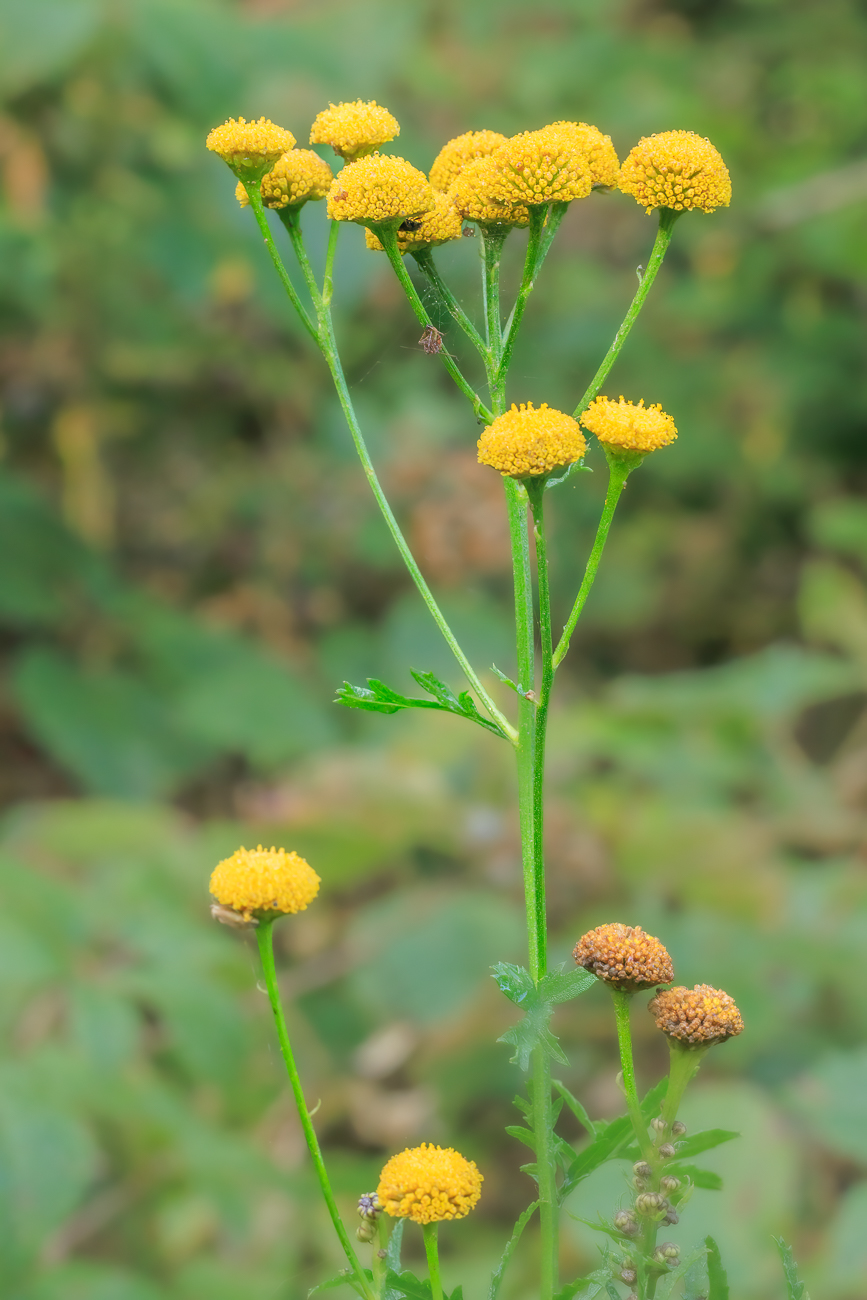 Rainfarn [Tanacetum vulgare]