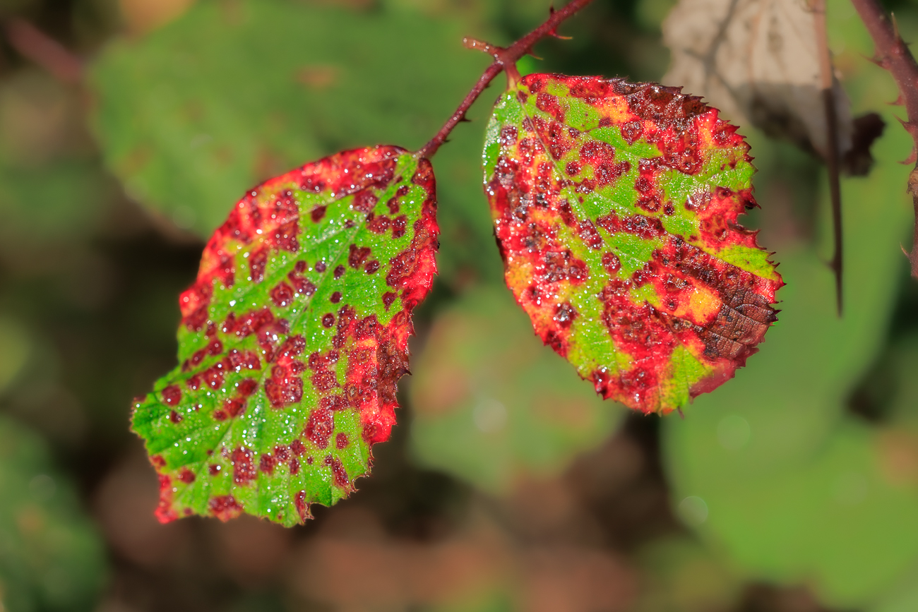 Brombeere [Rubus fruticosus]